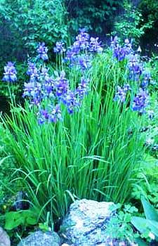 Sibirische Iris mit Granitfindling